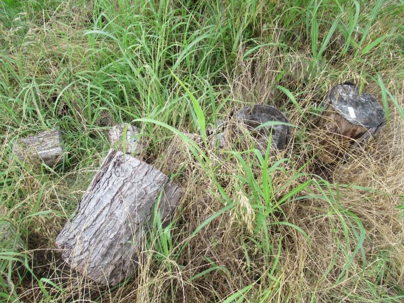 lot 116 image: FIREWOOD