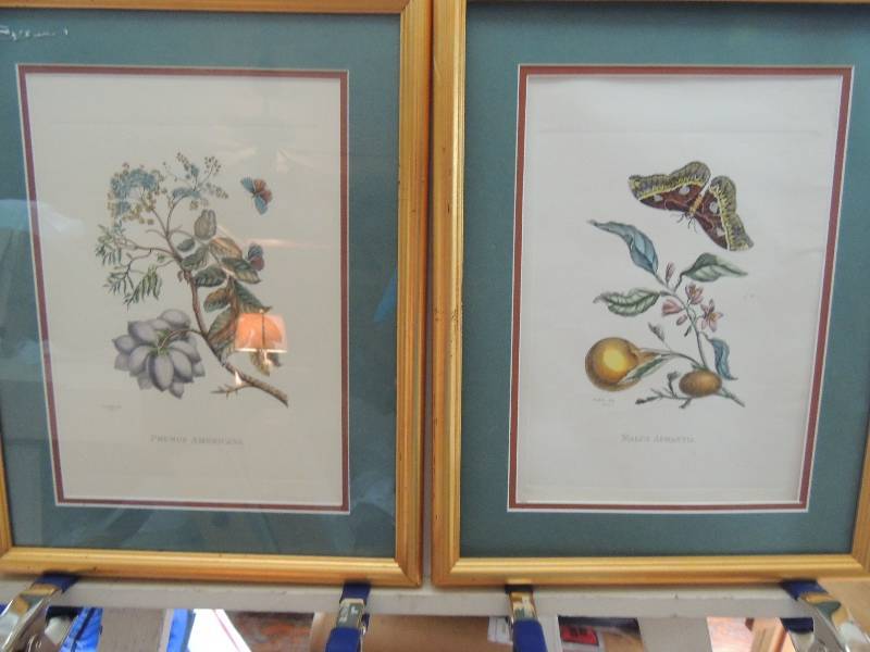 lot 28 image: 2 pieces Artist Unknown Lithographs Prunus Americana and Malus Aurantua F 18x14 one missing glass