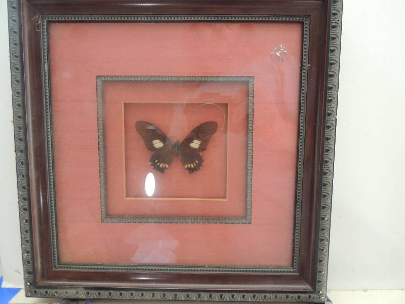 lot 77 image: Mounted Butterfly (REAL) F 12x12