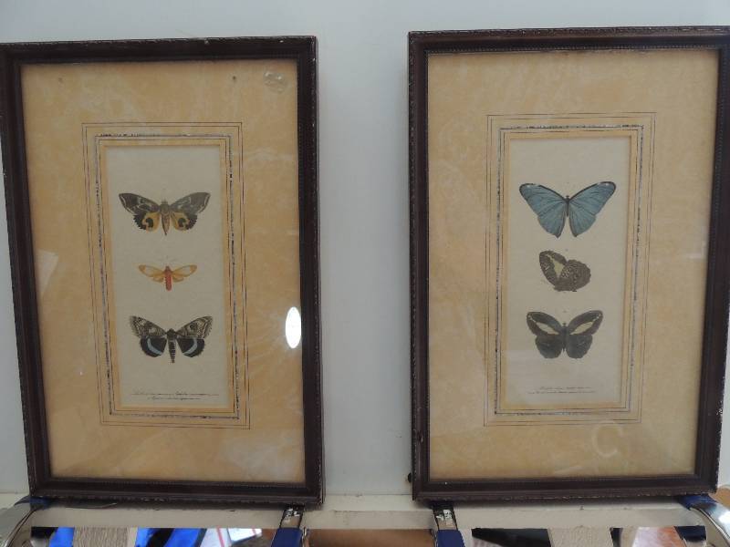 lot 78 image: 2 pieces Lithographs Plates of Morpho Adonis (Moths) F 16x11