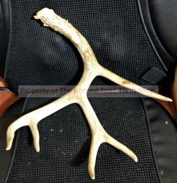 lot 120 image: 5 Point Deer Antler
