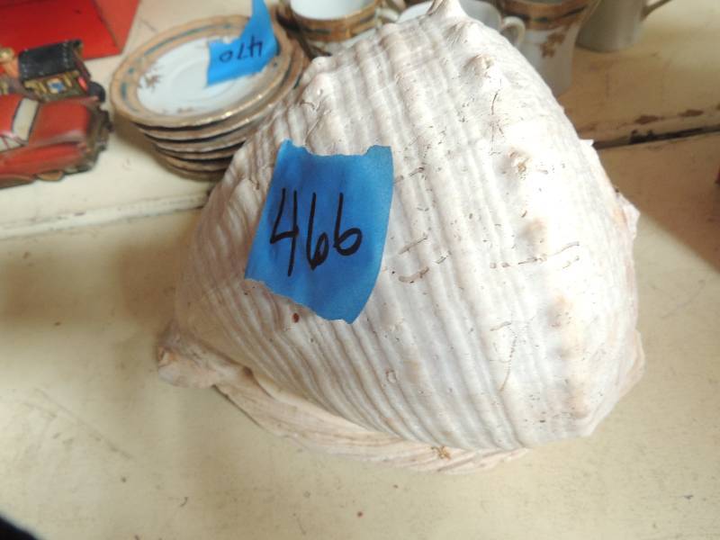 lot 466 image: LARGE SEA SHELL