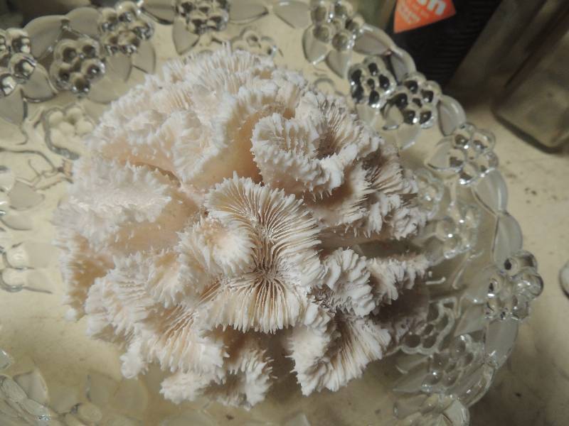 lot 219 image: 2 bowls and BRAIN CORAL