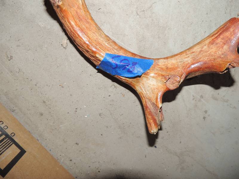 lot 598 image: elk horn