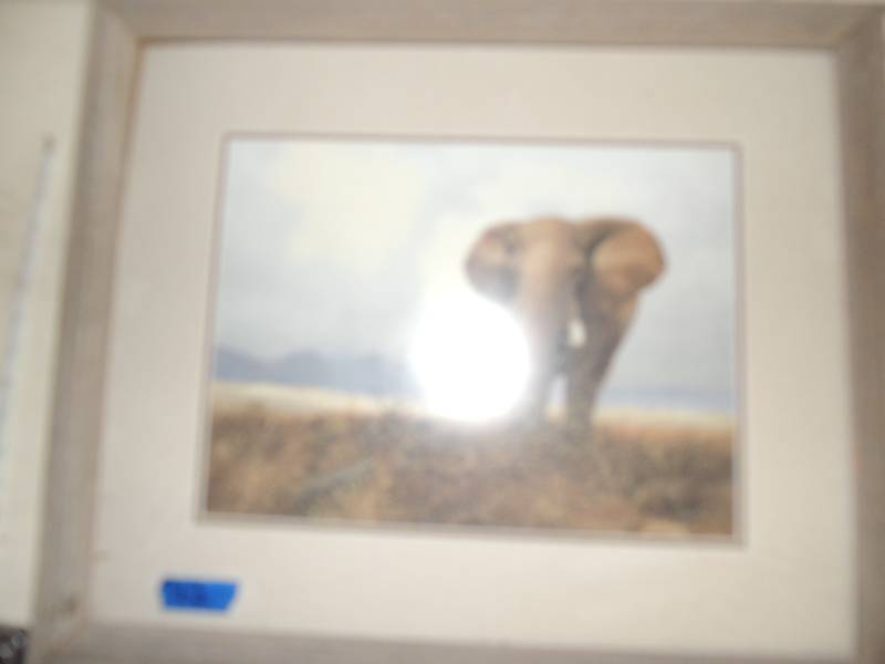 lot 762 image: Elephant photo by Derk 4x24