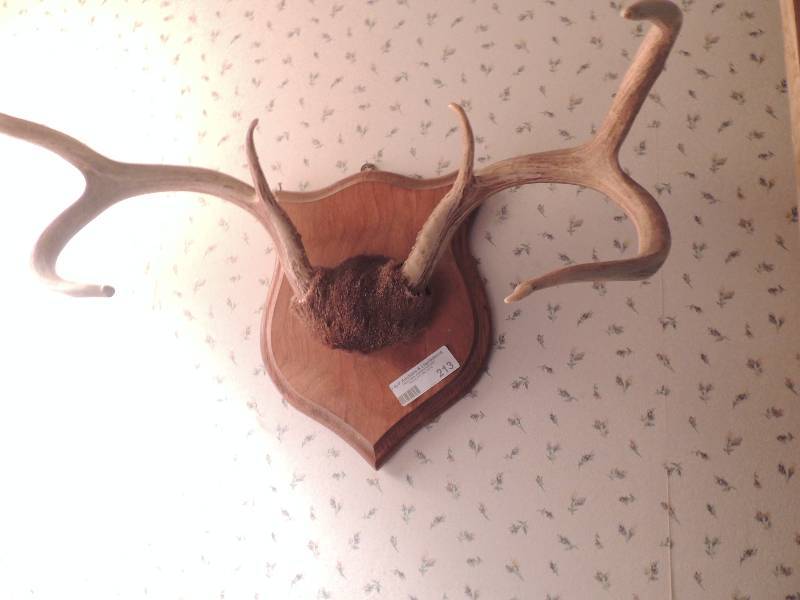 lot 213 image: wall mount deer horns