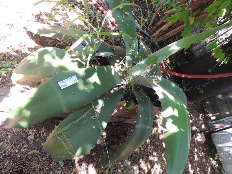 lot 258 image: Large PLANT In pot