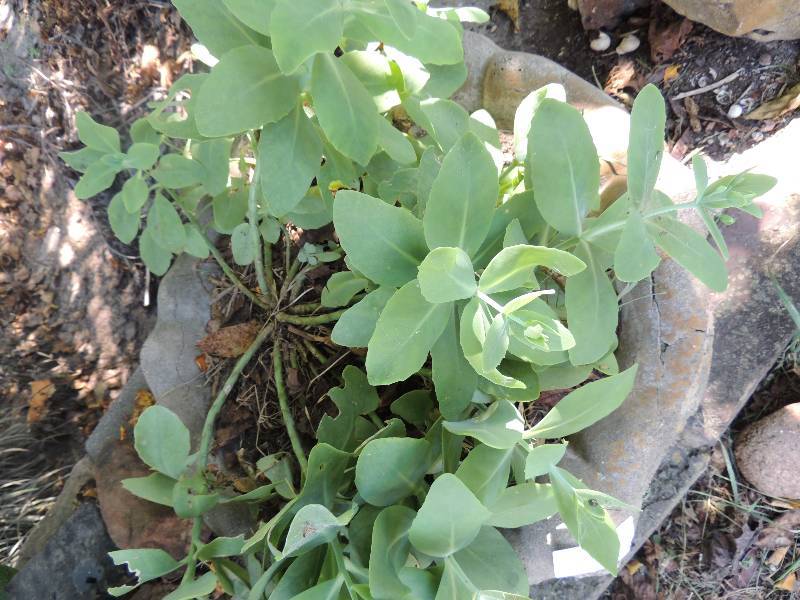 lot 308 image: Fountain top planter