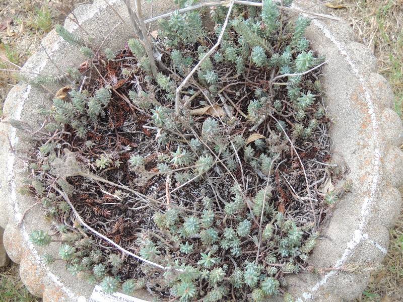 lot 633 image: CONCRETE FLOWER POT - 28H  12D
