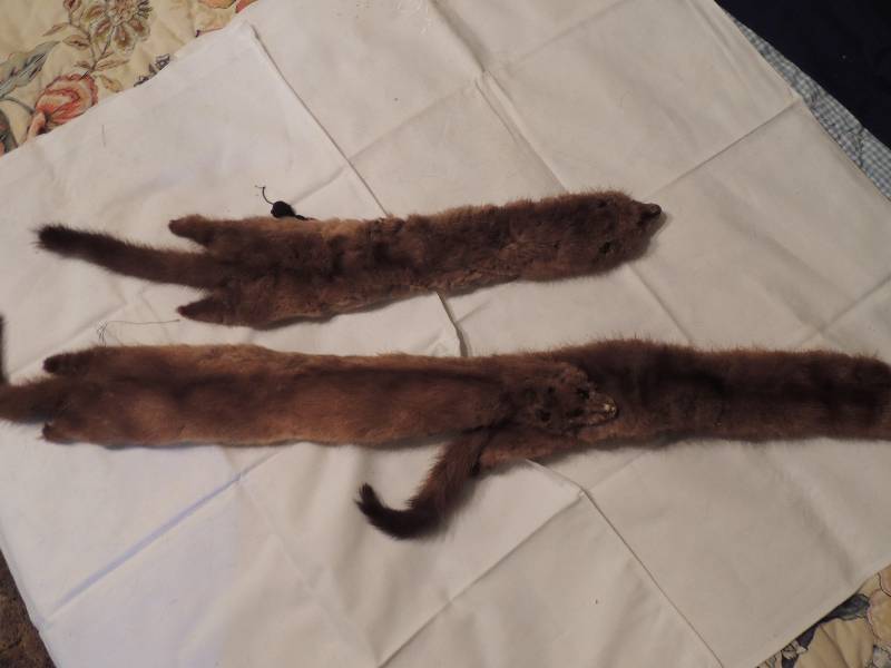 lot 335 image: Fox stole 3 sections one is detached  - 70