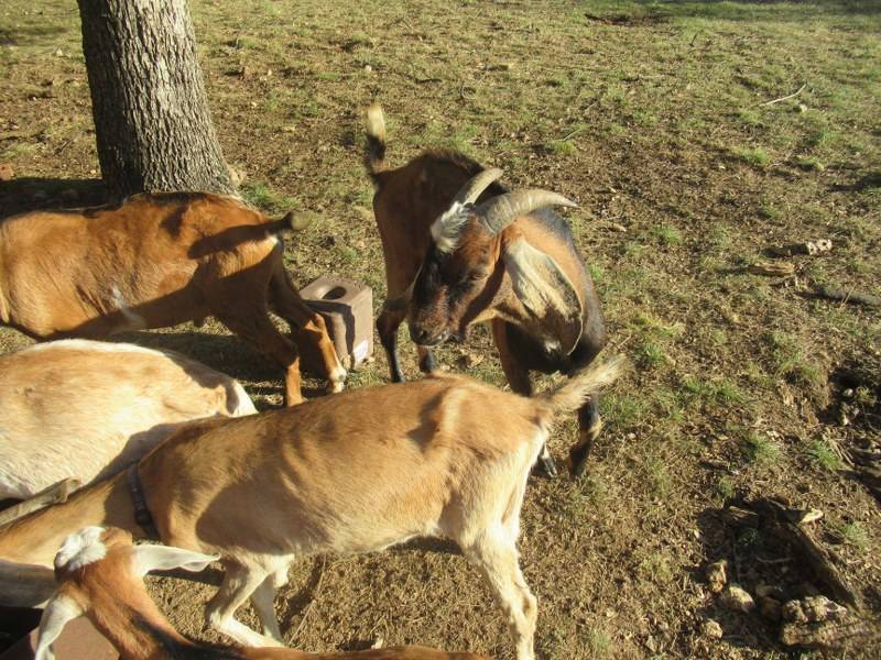 lot 160 image: 5 TAN AND WHITE GOATS