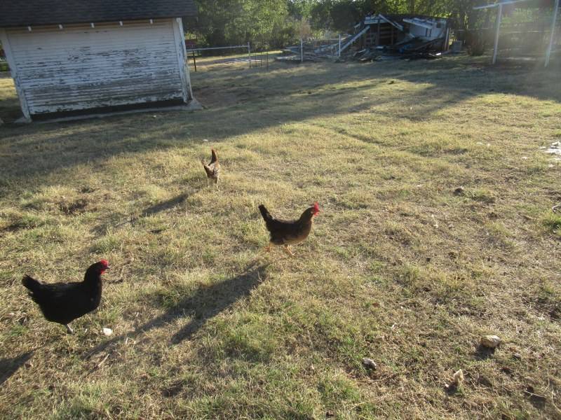 lot 161 image: 14 CHICKENS SOME ROOSTERS AND SOME HENS UNSURE OF EXACT COUNT OF THE HENS AND ROOSTERS TO HARD TO COUNT BUT 14 TOTAL