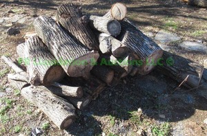 lot 403 image: Pecan wood logs