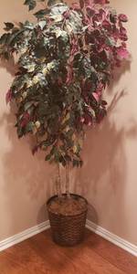 lot 136 image: 6.5 ft Ficus Tree