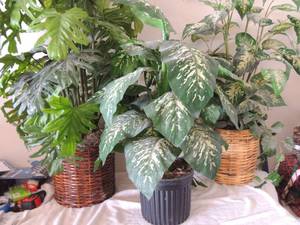 lot 97 image: 3 large plants brown wicker 47H black tub 33H and light wicker 48H