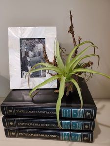 lot 22 image: Frame, Encyclopedias & Faux Plant