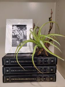 lot 23 image: Frame, Encyclopedias & Faux Plant