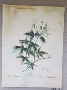 lot 70 image: Botanical Giclee