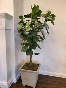 lot 79 image: Faux Fig Plant in Wood Planter with Moss