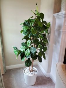 lot 182 image: Faux Fig Tree in Ceramic Planter with Rocks
