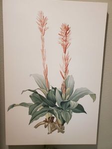 lot 253 image: Giclee on Canvas Neottia Speciosa II