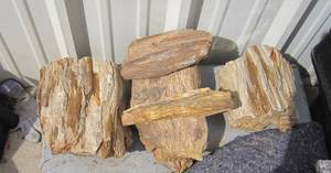 lot 481 image: Petrified Wood