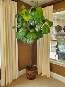 lot 77 image: Faux Fig Tree in Wicker Basket