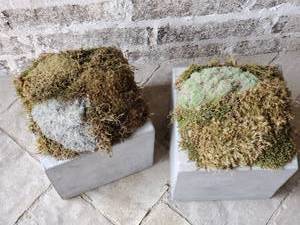 lot 135 image: Pair of Cement Containers with Moss