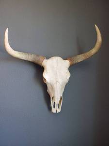 lot 219 image: Resin Skull