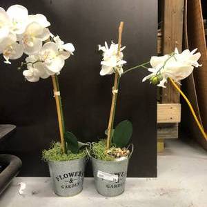 lot 11 image: 2 Orchids in Metal Pales