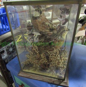 lot 138 image: Stuffed quail in glass display case