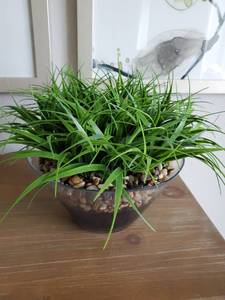 lot 67 image: Faux Greenery with Rocks in Glass Container