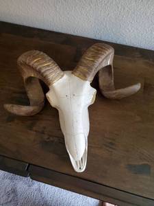 lot 179 image: Deco Polystone Wall Ram Skull
