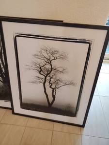 lot 225 image: Framed Tree Photo Print with Glass