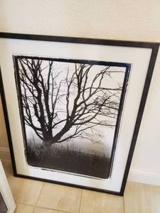 lot 226 image: Framed Tree Photo Print with Glass
