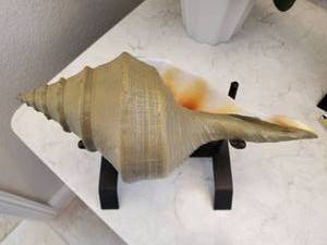 lot 29 image: Resin Shell on Metal Stand