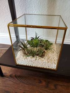 lot 37 image: Glass Box with Faux Succulents
