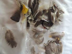 lot 117 image: Kachina Doll accessories-FEATHERS