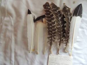 lot 118 image: Kachina Doll accessories- FEATHERS - SOME 6-9 LENGTH,