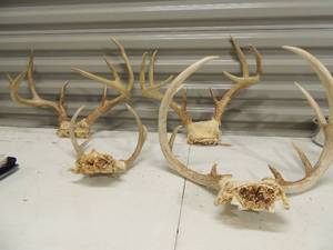 lot 46 image: 4 Sets of animal horns 6 to 16 l no breaks. Great condition