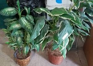 lot 630 image: 2 ARTIFICIAL DECOR PLANTS AS SHOWN.