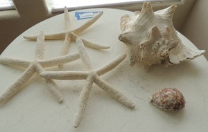 lot 30 image: Assorted Sea Shells and   6 Star Fish x3