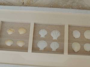 lot 52 image: FRAMED SEASHELL WALL ART 43 x 12