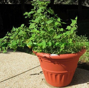 lot 517 image: Large flower pot with plant