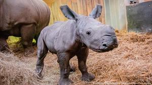 lot 533 image: Rhino Lot, This lot is for all lots that did not receive a bid after the auction has closed