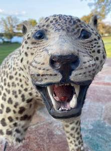 lot 38 image: Persian Leopard Taxidermy