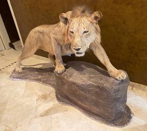 lot 1 image: Taxadermy Lion