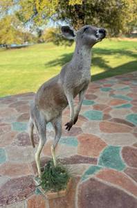 lot 15 image: Kangaroo 55 tall