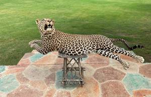 lot 53 image: BEAUTIFUL Leopard full body mount