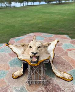lot 41 image: Lions Head Pelt